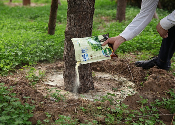 树是怎么吸收水分 9db3aebd17af41fab75fefafde9d7982_25_copy.jpg