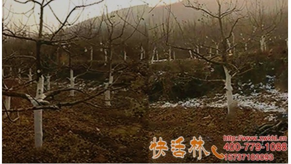 树木涂白的作用大山东烟台刘经理苹果树用快活林防腐烂