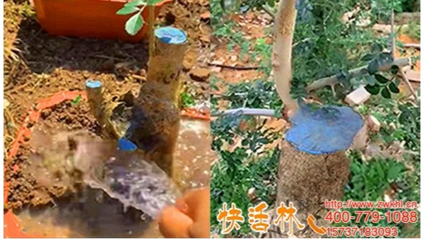 江西上饶郭经理盆景用快活林植物伤口愈合剂半月恢复不失水