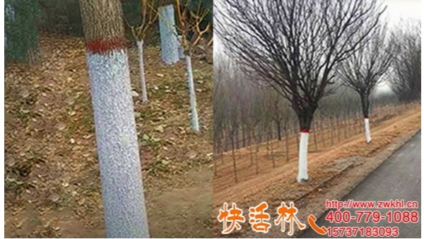 树干涂白作用大快活林可喷涂白剂使用方便新疆杨经理一次订10吨