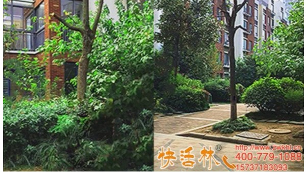 用快活林树木吊针营养液，北京丁经理香樟树叶子掉完也能活