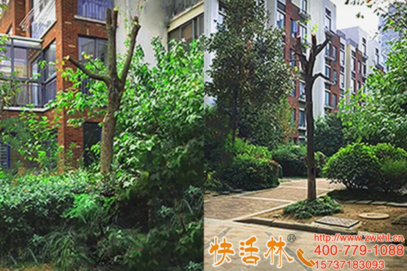 用快活林树木吊针营养液，北京丁经理香樟树叶子掉完也能活