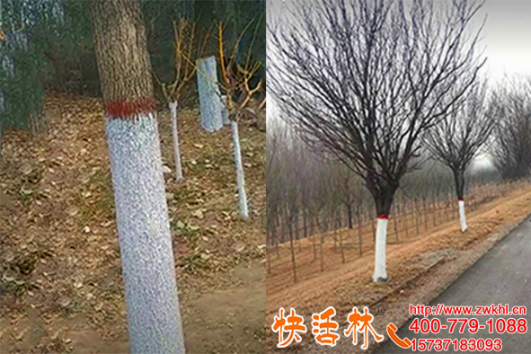 树干涂白作用大快活林可喷涂白剂使用方便新疆杨经理一次订10吨