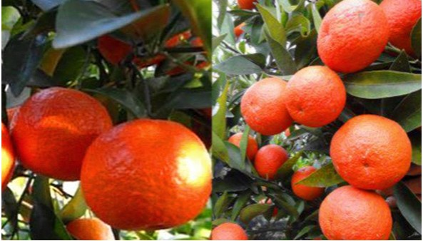 柑橘全年打药时间表，柑橘高产方案对照养护