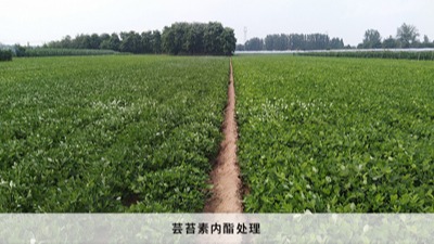 【原药讲堂】河南中威·0.1%芸苔素内酯在花生上的提质增产应用