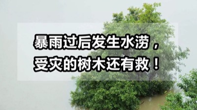 【园林养护百科】河南中威浅析暴雨过后发生水涝，受灾的树木还有救!