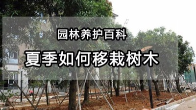 【园林养护百科】河南中威解析夏季如何移植树木？及有哪些注意事项?