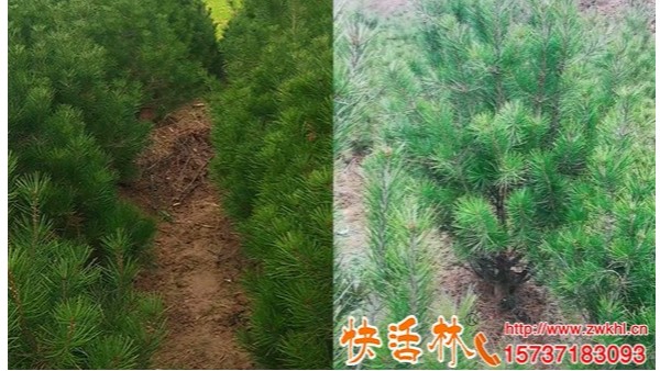 白皮松移栽用什么生根剂快活林强力生根剂移栽恢复有多快