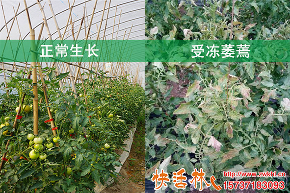 冬季蔬菜防冻打快活林植物防冻剂西红柿抗冻增品质竟比叶面肥还强