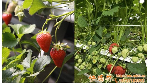 草莓移栽生根要几天？草莓怎样移栽需要注意什么？