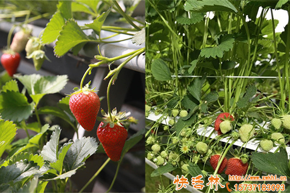草莓移栽生根要几天？草莓怎样移栽需要注意什么？