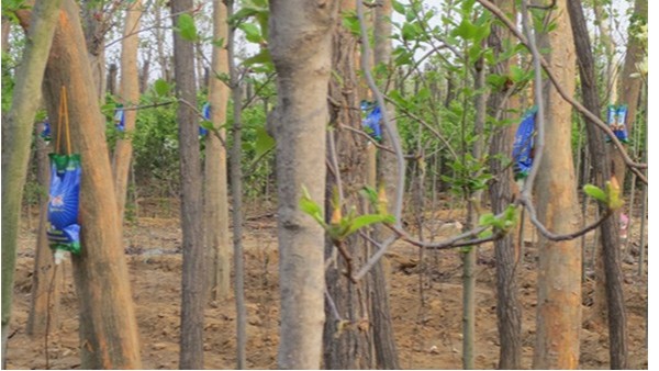 大树吊针营养液用哪种恢复的好？新栽树怎么养护成活高？