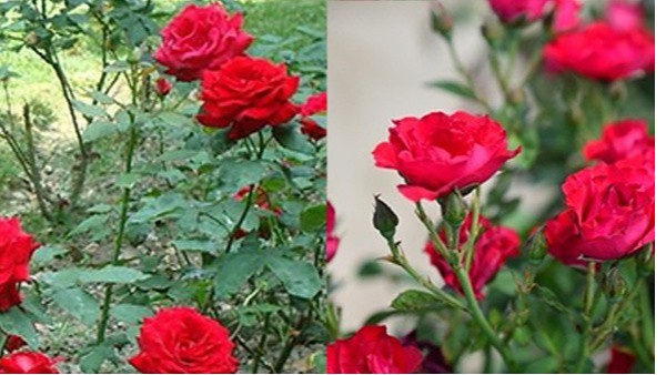 玫瑰花怎么种植方法有哪些？花圃怎么管理长得好？