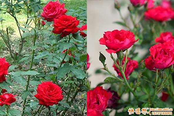 玫瑰花怎么种植方法有哪些？花圃怎么管理长得好？