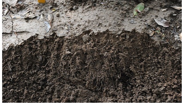 微生物菌肥哪家好？园林养护使用什么菌肥