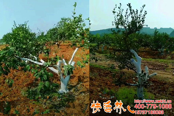 四川巴中吴经理柑橘果树树干涂白防虫，意外治住了青苔