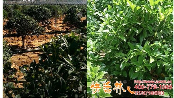 什么是生根粉？安徽芜湖许经理桂花树苗用了快活林长得粗壮有劲