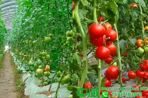 西红柿肥料用什么好，怎样才能坐果高长得快