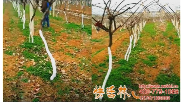 快活林那么多果树防冻的方法，广西百色王经理猕猴桃简单防冻害