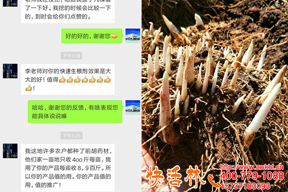 快活林快速生根剂养护广西南宁李经理前胡产量一亩顶两亩