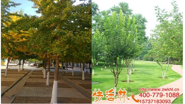 公园涂刷快活林树干涂白剂，防虫安全不掉粉