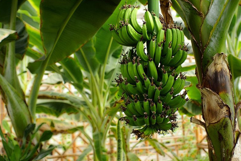【丰收大讲堂】河南中威香蕉抽蕾供蕾期的施肥技术