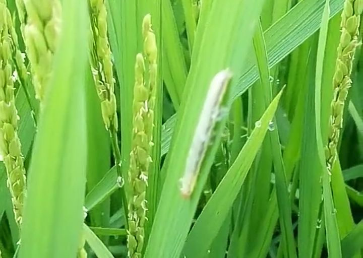 【丰收大讲堂】河南中威浅析这四个常见水稻病虫害！