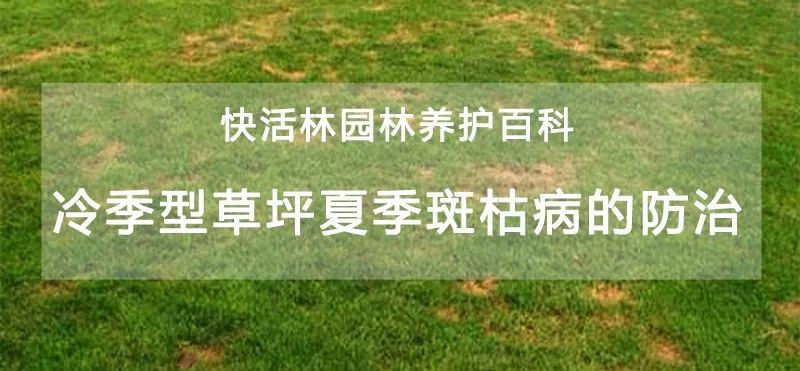 【园林养护百科】河南中威浅析冷季型草坪夏季斑枯病的防治