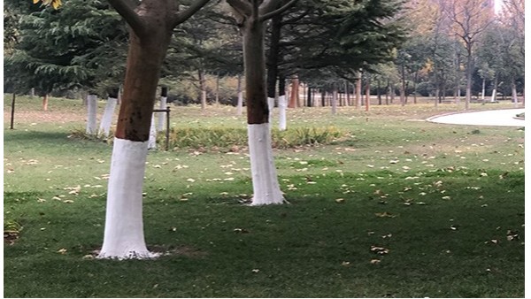 公园树木涂白用什么，树干涂白用什么好