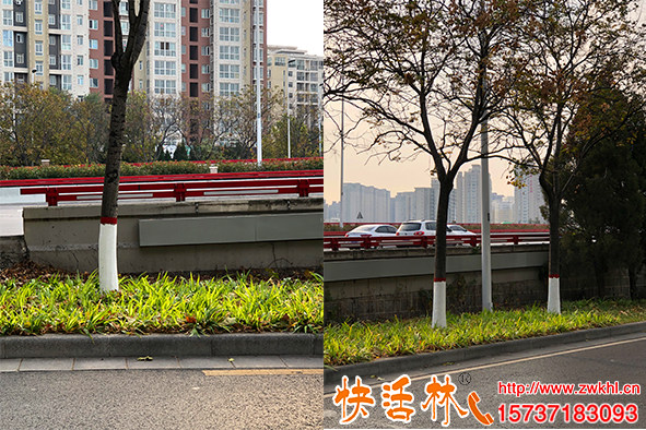 树木涂白对行道树保护作用大工程绿化涂白涂快活林效果更好