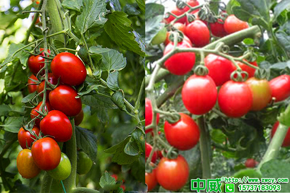 高产西红柿种植技术，科学追肥用量少产量还能高