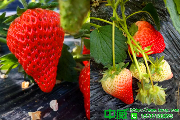 草莓结果期施什么肥？草莓用什么肥料品质好味道甜