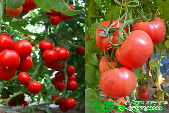 番茄怎么连续挂果？分享番茄高产绝招助力菜农早上市延长收获期