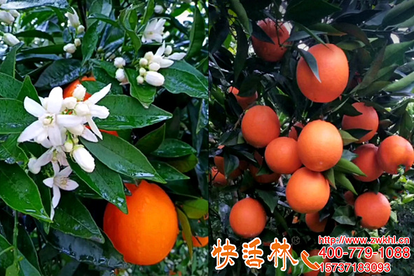快活林植物防冻液用于晚熟脐橙越冬防护抗冻增产太神奇
