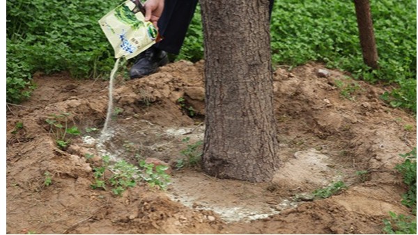 大树移栽植物生根粉用什么？栽树为什么生根粉那么重要？