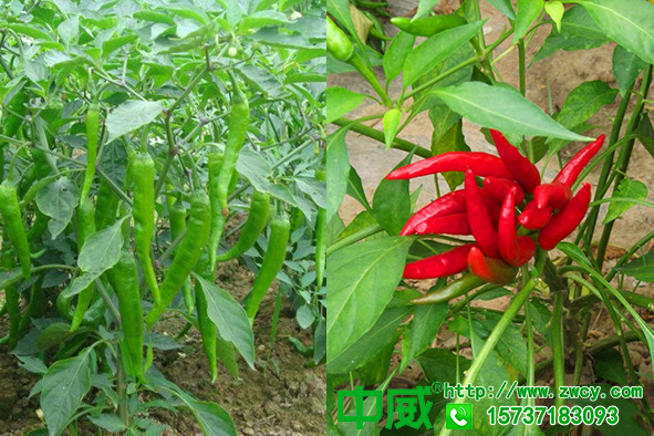 辣椒怎么种植？用肥有什么注意事项？