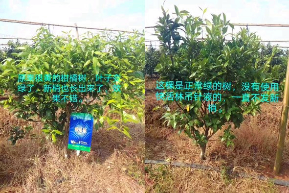 果树营养袋价格是高了点，广西柳州张经理柑橘树黄化不发梢治住了