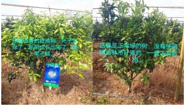 果树营养袋价格是高了点，广西柳州张经理柑橘树黄化不发梢治住了