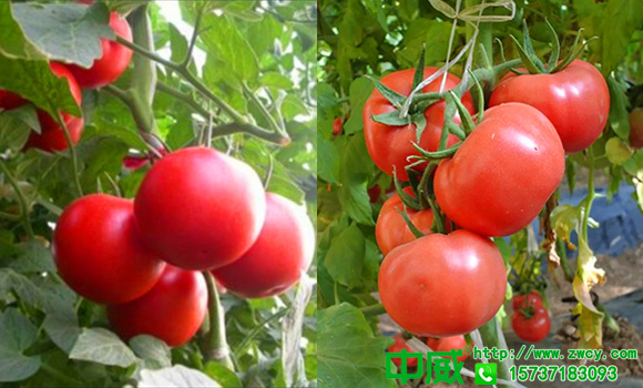 西红柿叶面肥哪个好？番茄膨大期怎么追肥吸收好？