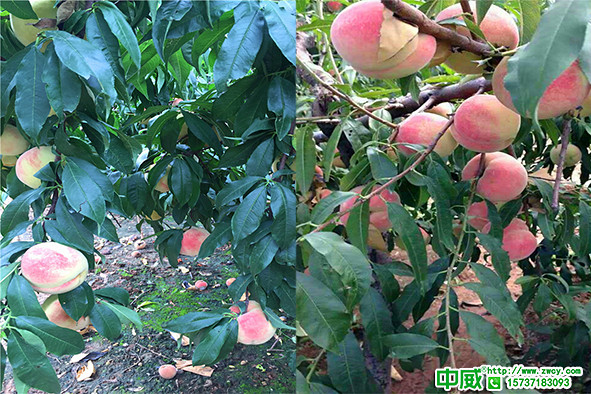 膨果期桃树管理要点，桃树怎么追肥膨大更安全