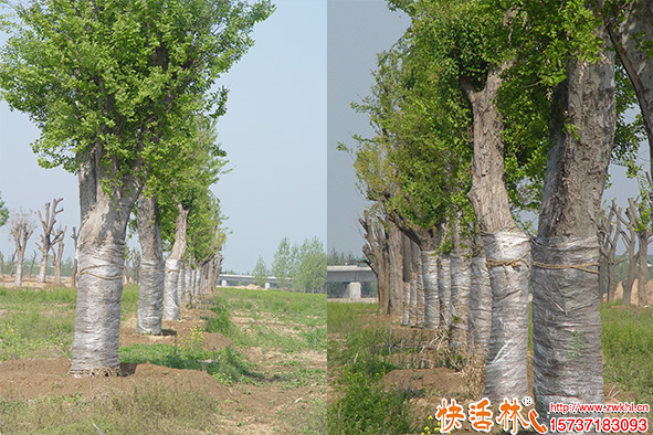 快活林防冻剂大树苗木使用