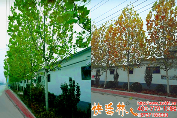 北京文经理法桐移栽缺养分用快活林给树输液一周见效