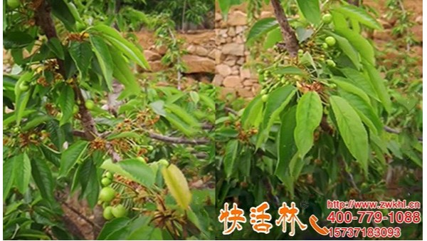 果树防冻剂有哪些，山东青岛柳经理樱桃树用快活林结果都多了
