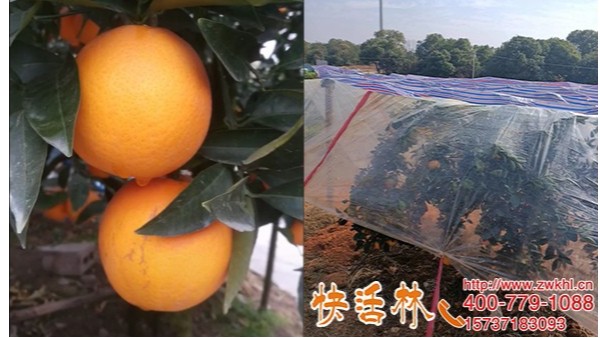快活林植物防冻剂给果树防冻的方法太好用了橙子抗冻增甜
