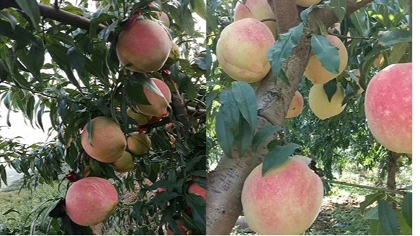 怎么给桃树输液补营养？利用桃树营养液防落果促膨果技术