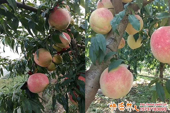 怎么给桃树输液补营养？利用桃树营养液防落果促膨果技术