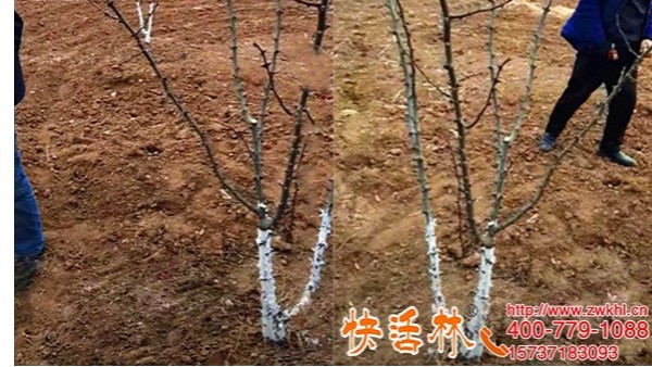 快活林果树涂白剂哪里有，甘肃陇南杨经理百亩花椒不再受冻