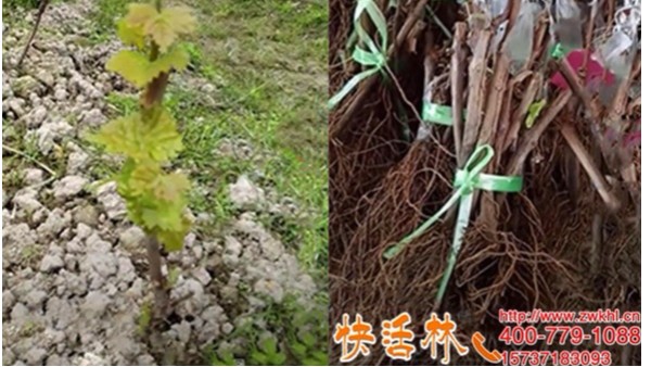 快活林生根粉哪里有卖，山东青岛刘经理干瘪的葡萄苗发芽了
