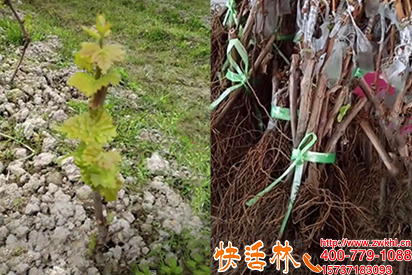 快活林生根粉哪里有卖，山东青岛刘经理干瘪的葡萄苗发芽了