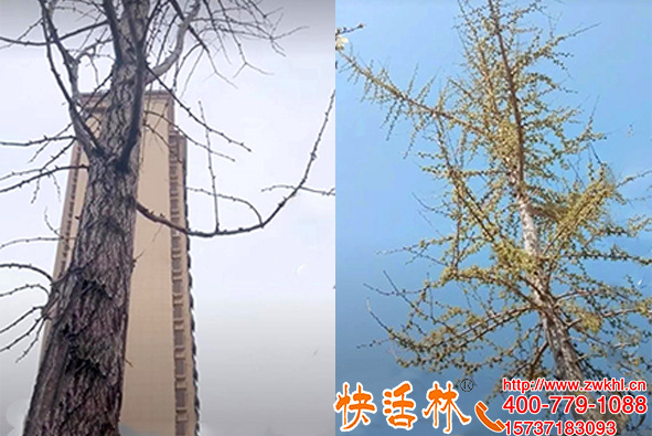 河北邯郸王经理用快活林银杏树营养液一年没发芽竟然也发芽了